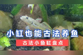 无过滤生态鱼缸整理盘点，30厘米小鱼缸也能古法养鱼，原生缸视频