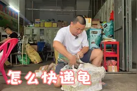 快递怎么发运乌龟，有养殖证就可以了