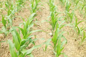 黏玉米使用除草剂能高产，到底几叶喷才好？可不是5个叶视频封面