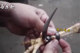 给鸡上刀片，为什么要这样做？