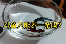 斗鱼只能养一条吗？斗鱼混养有什么要求？视频封面