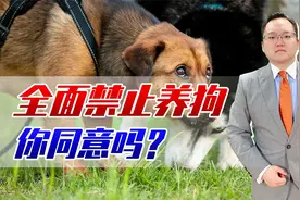 各地出台史上最严养狗办法，青岛一小区竟全面禁止，他有权利吗？