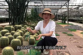 仙人球长了很多头，要不要掰，该怎么处理，今天跟我去一起看看视频封面