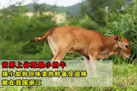 世界上体型最小的牛：矮小如狗但味美肉鲜备受追捧，就在我国浙江视频封面