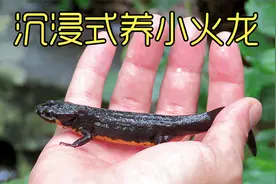 养水渠里抓的小火龙，长相奇特的远古生物，太可爱太好玩了#宠物