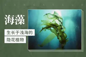 生长于浅海的隐花植物——海藻