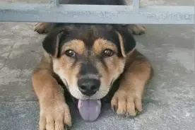 狗子到了吃饭时间就乱叫，简单训练，就让它安安静静