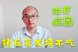 夏季猪反复发烧非常多，反复发烧的病因，育肥猪反复发烧怎么治？