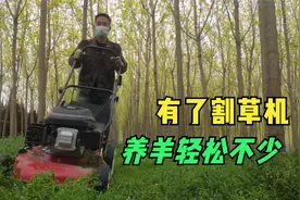 测试2100元买的割草机，一个小时割一车草，养羊轻松了很多