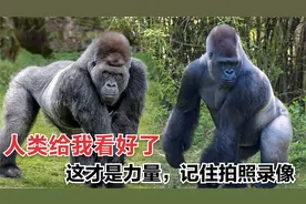 3只银背大猩猩打起来了，围观游客看到尖叫，摔下悬崖屁事没有视频封面