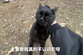 我被一只黑猫跟踪了，甩都甩不掉