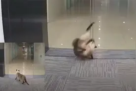 上海一暹罗猫被自动门夹头，幸被及时发现，得救后急逃躲过一顿打
