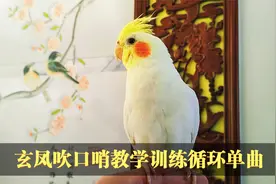 玄凤鹦鹉吹口哨拍手歌教材教学训练单曲循环完整版