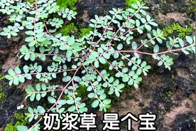 地锦草又叫“奶浆草‘煮水，女人们的福音，看看到底有啥好？