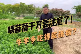 “牧草之王”紫花苜蓿，营养好，但不能多吃，否则牛羊会得膨胀病视频封面