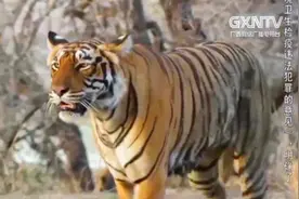 东北虎又被称为西伯利亚虎，体长可达3米，体重可达350公斤左右视频封面