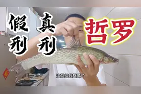 国家二级保护动物“哲罗”吃它你看刑不刑？