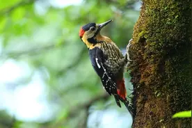 啄木鸟和蛇打在一起，就算被吃了也不怕，这么拼命只为一个原因！视频封面