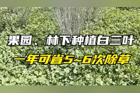 果园不想除草，种植白三叶，一年可省5~6次除草，可用10年以上
