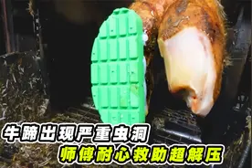 牛蹄尖上出现严重虫洞，师傅拿起削刀疯狂清理，救助过程超解压