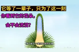 它等了一辈子，只为了这一刻，你看到它的花朵，会不会流泪？视频封面