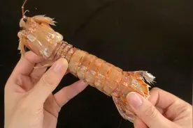 皮皮虾剥皮有诀窍，自带“拉链”，剥皮简单快速，再也不怕扎嘴了