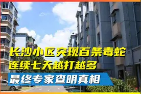 长沙小区突现百条毒蛇，连续七天越打越多，最终专家查明真相视频封面