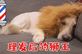 夏天不要随意给狗剪短毛，狗子可能会不高兴，看金毛剪了狮子装后视频封面