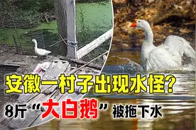 安徽一村出现水怪？8斤大鹅被瞬间拖下水，至今没人知道是什么