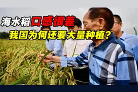 盐碱地种出的海水稻，口感难吃却越种越多，国家为何要大力发展？视频封面