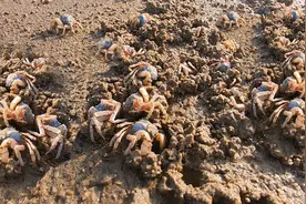 大白天海边蟹群暴动，聚在一堆疯狂打洞，皮皮直接一窝端