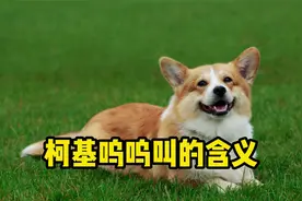 柯基呜呜叫，有这几个含义！
