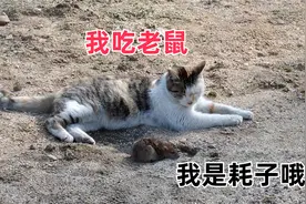 四川话配音：我吃老鼠，关你耗子撒子事啊！视频封面