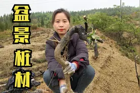 找不到好的盆景桩材，婷丫头教你怎么找好桩，土质地貌很重要