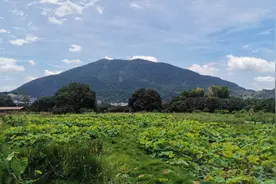 永春县岵山古镇，两棵500年荔枝树，夫妻树，环境优美，风景秀丽视频封面