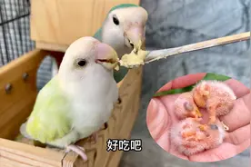 时间过得真快，不知不觉鸟妈妈已经孵化24天，鸟宝宝出壳了