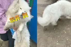 像极了喝醉的你！狗子在家“偷喝”酒醉懵圈，上路找不到道惹爆笑视频封面