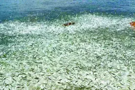 广东上千条鱼跳上岸，村民质疑是地震来临前兆，官方回应了视频封面