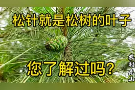 活了46年，今天才知道松树的叶子松针这么多好处，看完视频真受益视频封面