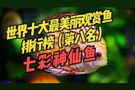 世界十大最美丽观赏鱼排行榜（第八名）：七彩神仙鱼~