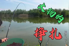 农村野河守钓大物第一天，这次窝子和饵料，准备的非常充足！视频封面