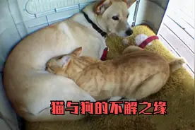 狗狗收养了一只流浪猫！天天喂养母乳，把主人都气坏了视频封面