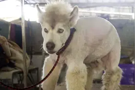 两个女生给一只阿拉斯加剃毛，能剃出怎么样惊艳的造型？