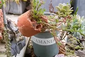 用废弃的蜂窝煤，零成本制作悬浮的太阳花瀑布盆栽，简单有创意！视频封面