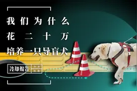 【冷却报告】我们为什么花20万培养一只导盲犬？视频封面