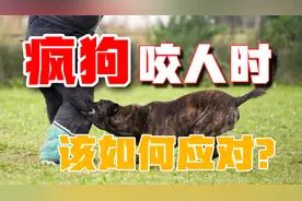 遇到狗扑咬人时怎么办？狗有什么致命弱点，掌握正确的应对措施视频封面