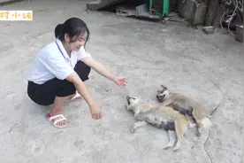 小狗狗出生不到“两个月”就比它妈妈还大，有点怀疑