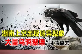 湖南发生“鸦群风暴”奇观，乌鸦遮天蔽日让人害怕，这预示着什么