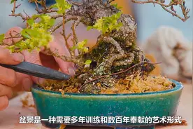 一棵盆景树售价几百万，它为什么会如此昂贵？视频封面