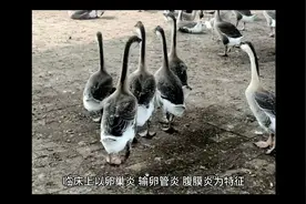 鸭鹅输卵管消炎用什么药好蛋鸭鹅输卵管炎用什么药